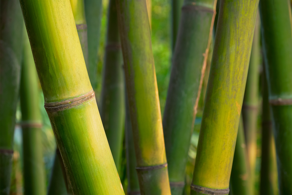 I calzini in fibra di bambù: ecologici e confortevoli